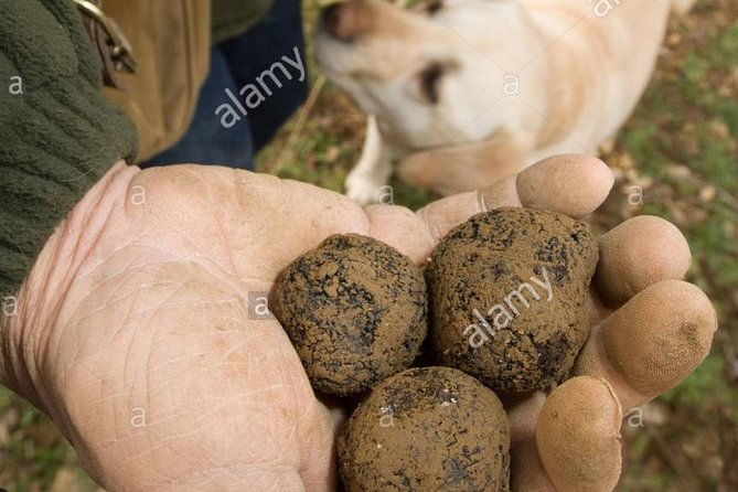private-truffle-hunting-in-chianti
