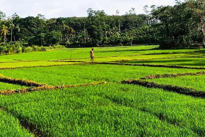 Private Tuk-Tuk Village Tour - From Bentota Hotels - A detailed look at the tour itinerary