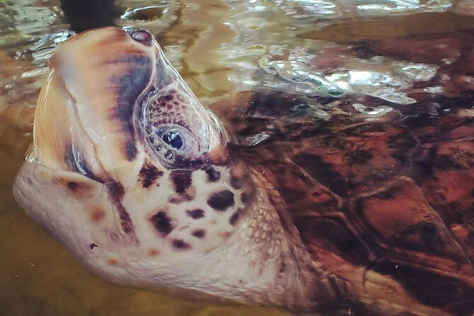 Private Tuk-Tuk Village Tour - From Bentota Hotels - FAQs