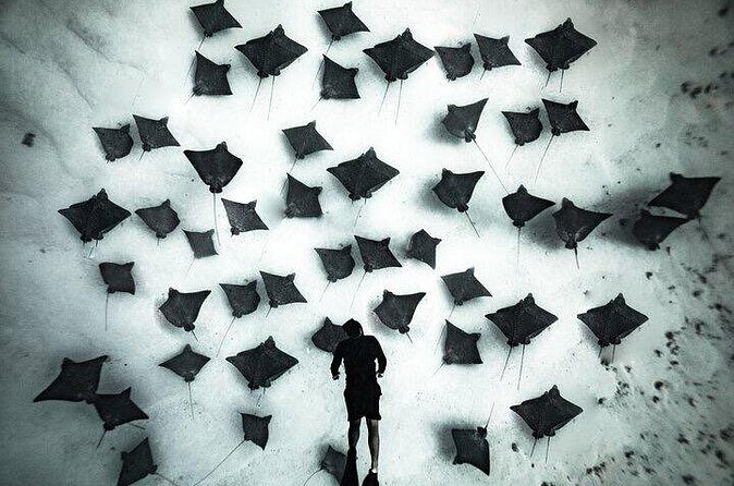 Private Turtle and Ray Tour Rarotonga - FAQs