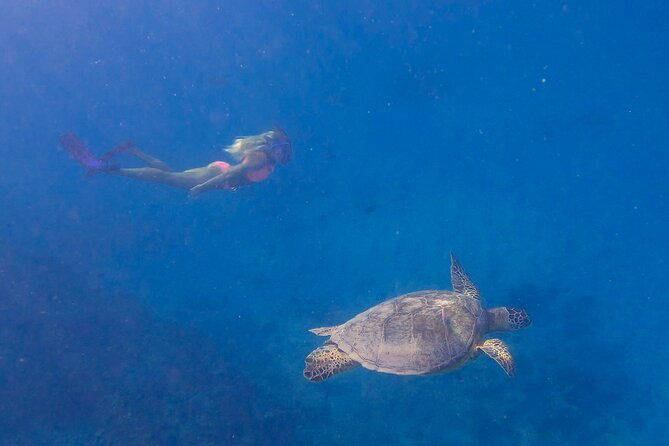 private-turtle-snorkel-cruise-waikiki-2