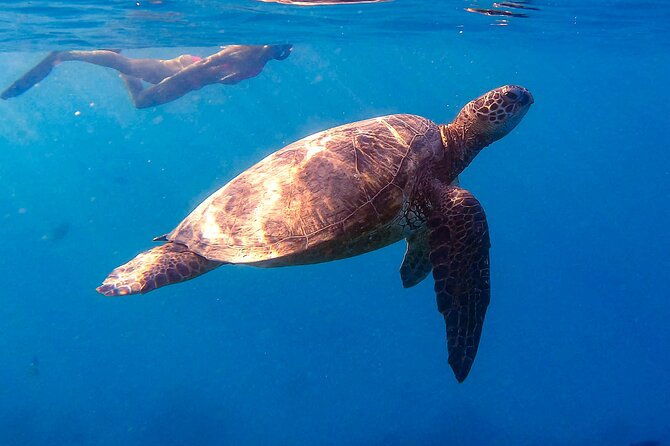 private-turtle-snorkel-cruise-waikiki