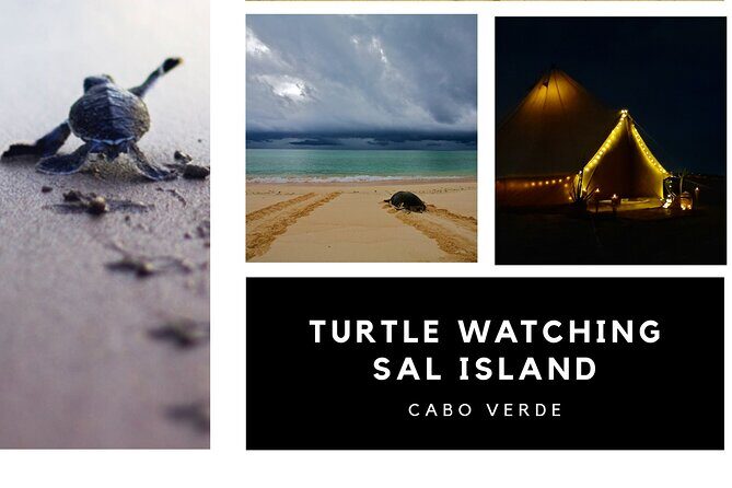 Private Turtle Watching Experience - Why This Tour is a Fantastic Choice