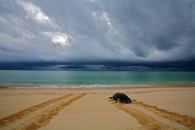 Private Turtle Watching Experience - The Practical Details: What You Need to Know