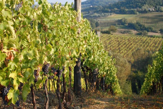 private-tuscany-day-tour-san-gimignano-and-chianti-wine-region-from-florence-2