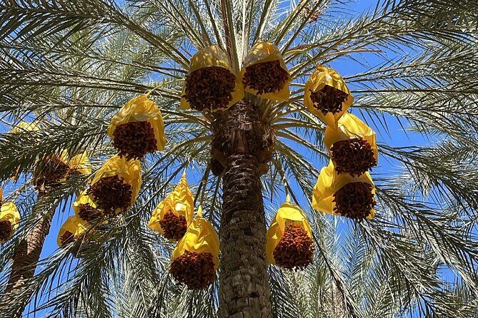 Private two-day tour in Biskra Date Palm Grove - Final Thoughts