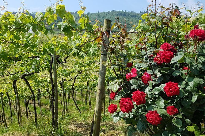 Private Txakoli Wine Tour through the Coast from San Sebastian - Key Points