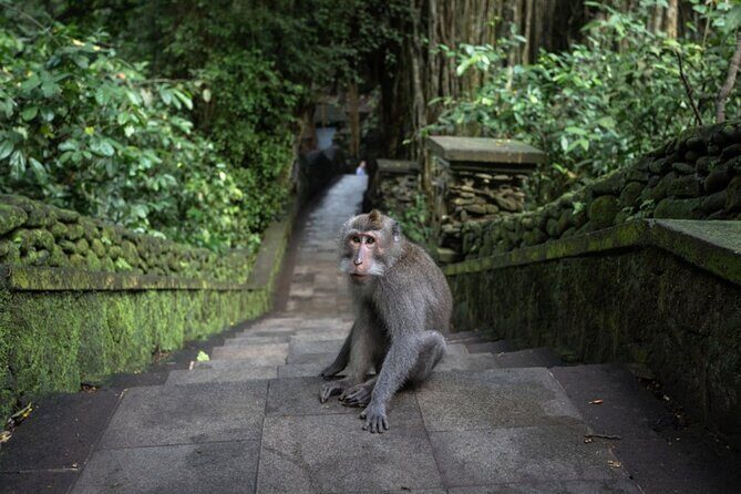 Private Ubud Day Tour Waterfalls Sacred Monkeys and Rice Fields - What’s Included and What to Expect