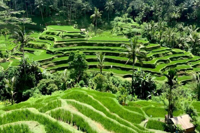 Private Ubud Highlights Midday Tour with Flexible Pickup - Key Points