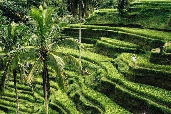 Private Ubud Tour - The Itinerary in Detail