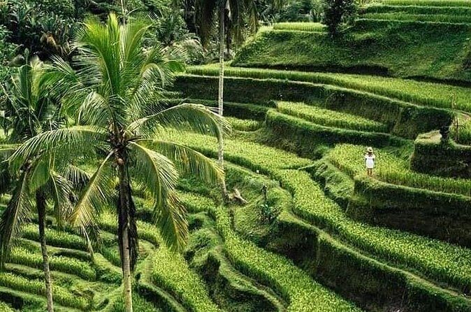 Private Ubud Tour - Who is this tour best suited for?