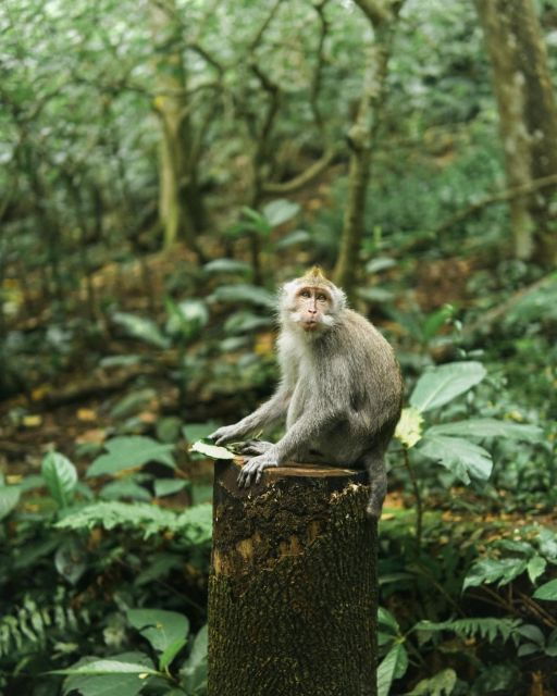 private-ubud-tour-rice-teracce-temple-secret-waterfall