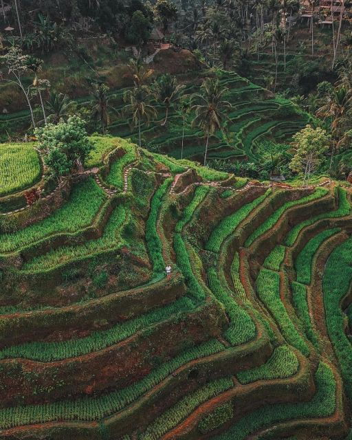 private-ubud-tour-rice-teracce-temple-secret-waterfall