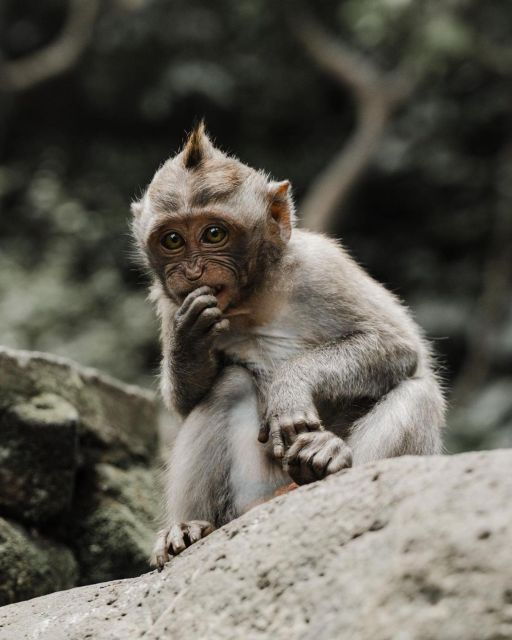 private-ubud-tour-rice-teracce-temple-secret-waterfall