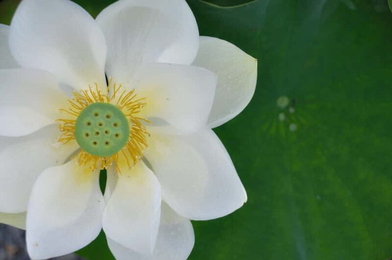 Private Uji Experience: Byodoin and Tea Culture in Luxury - Exploring Uji in Style and Substance