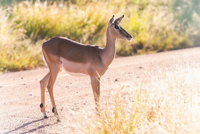 Private Ultimate Pilanesberg Safari from Johannesburg - Who Would Love This Tour?