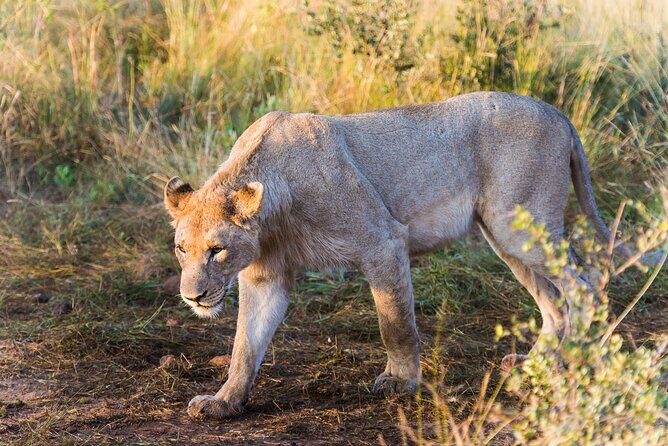 Private Ultimate Pilanesberg Safari from Johannesburg - The Sum Up