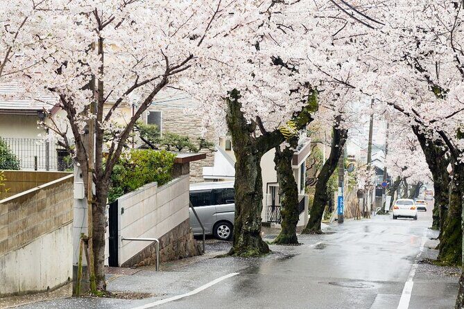 Private Unique Kobe Cherry Blossom Sakura Experience - Introduction