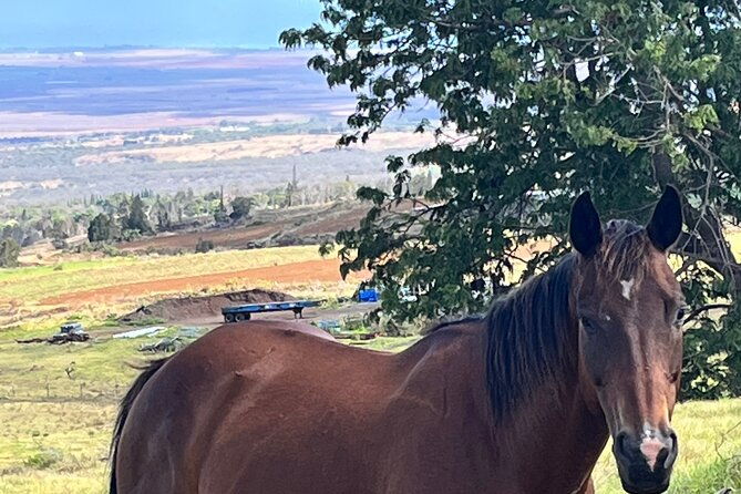 private-upcountry-farm-tour-on-maui