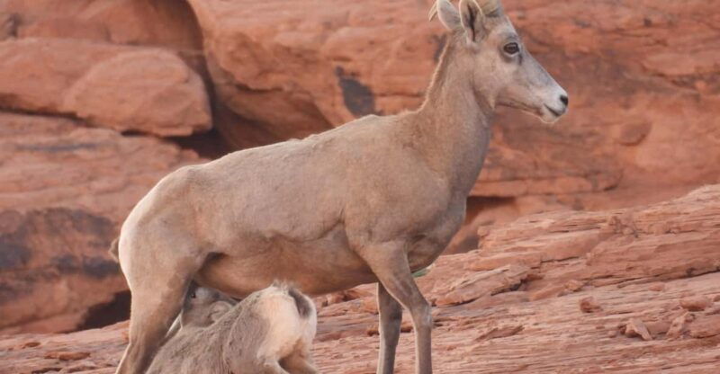 private-valley-of-fire-adventure