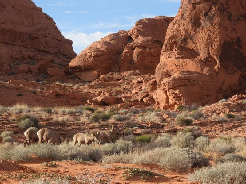 private-valley-of-fire-adventure