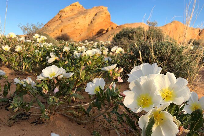 Private Valley of Fire Hiking and Sightseeing Adventure - Key Points