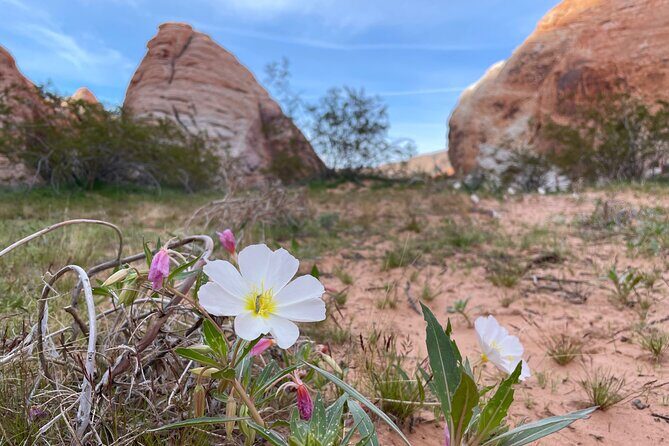 Private Valley of Fire Hiking and Sightseeing Adventure - Who Should Consider This Tour?  