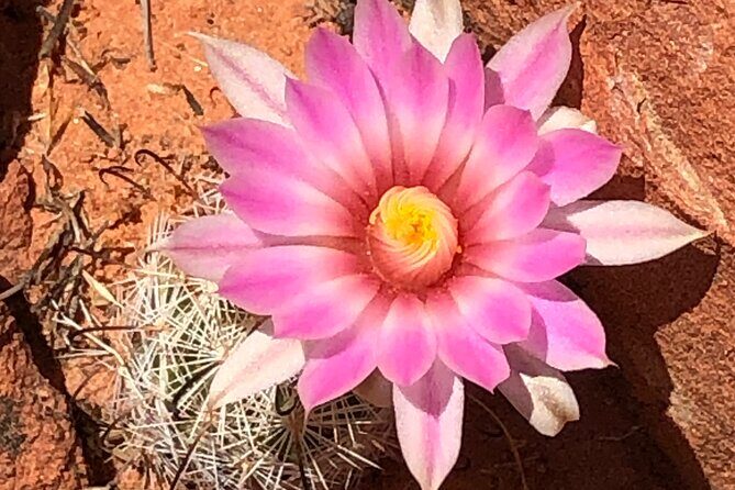 Private Valley of Fire Hiking and Sightseeing Adventure - Final Thoughts