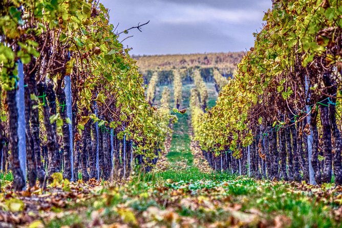 private-valpolicella-day-trip-from-venice-wine-tasting-and-verona