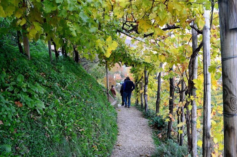 private-venetian-hills-wine-tour
