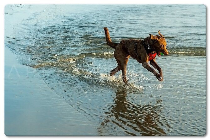 private-venice-photographic-beach-walking-tour