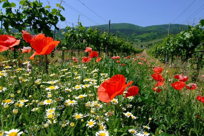 private-vienna-woods-wine-tour