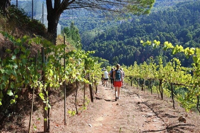 private-vinho-verde-region-wine-tour-from-porto-including-lunch