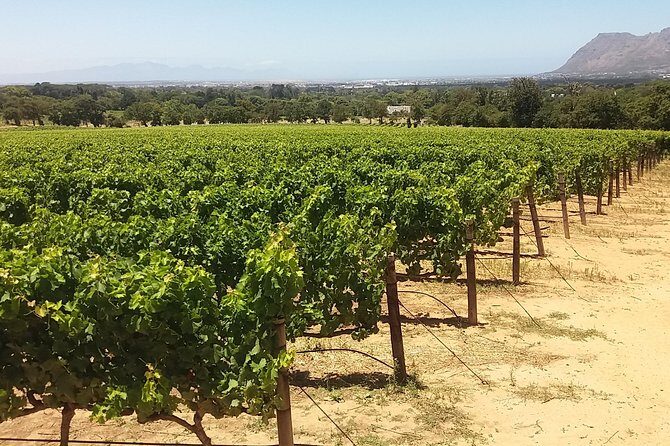 Private Visit to the Wineries Stellenbosch Franschoek from Cape Town Full Day - Who Should Consider This Tour?