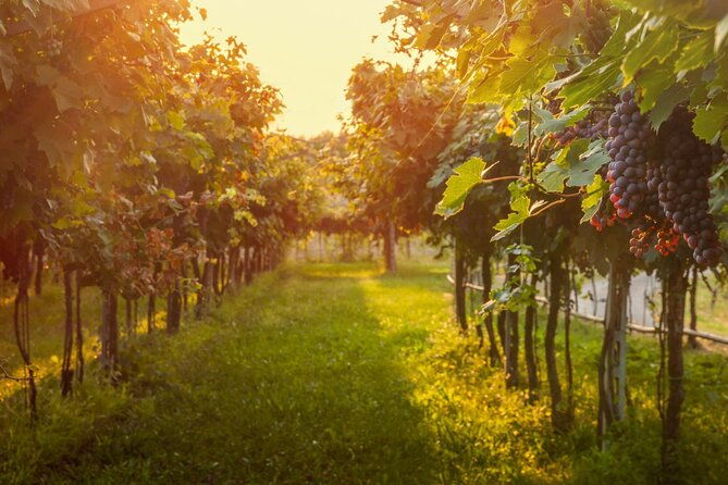 private-walking-tour-in-baden-neuweirs-vineyard
