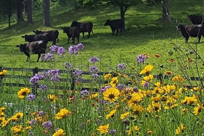 private-walking-tour-of-a-real-working-cattle-ranch