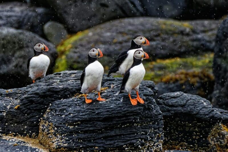 private-westman-islands-with-puffins-and-belugas-up-to-8p