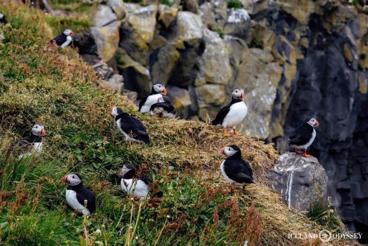 private-westman-islands-with-puffins-and-belugas-up-to-8p