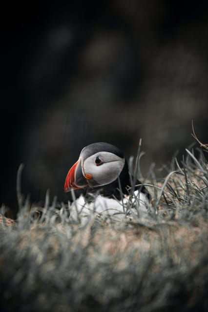 private-westman-islands-with-puffins-and-belugas-up-to-8p