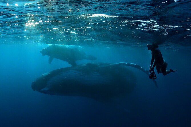 Private Whale Outing on the Tahiti Peninsula - Key Points