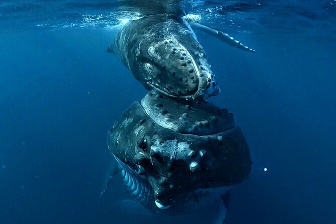 Private Whale Outing on the Tahiti Peninsula - Who Will Love This Tour?