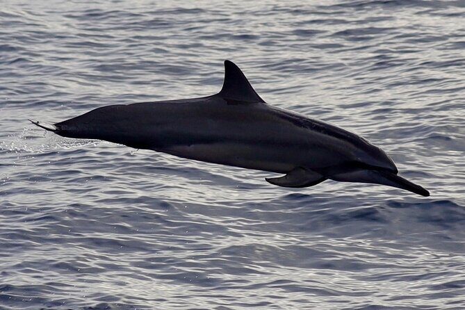Private Whale Outing on the Tahiti Peninsula - FAQs
