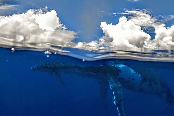 Private Whale Outing on the Tahiti Peninsula - Final Thoughts