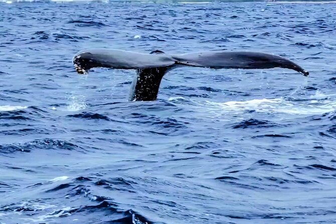 private-whale-watching-adventure-2