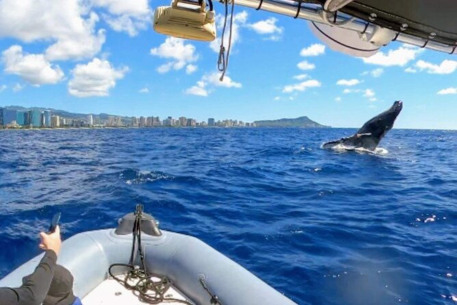 private-whale-watching-adventure