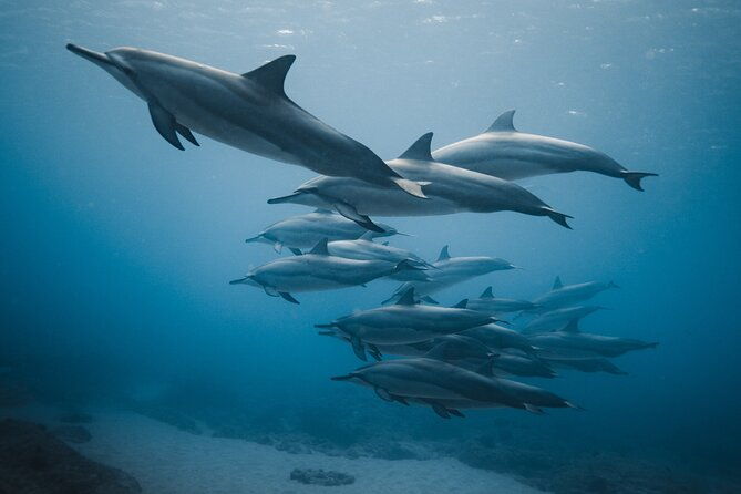 private-whale-watching-and-coastal-swimming-tour-honolulu