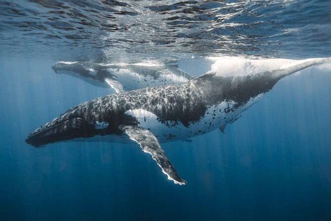 private-whale-watching-and-coastal-swimming-tour-honolulu