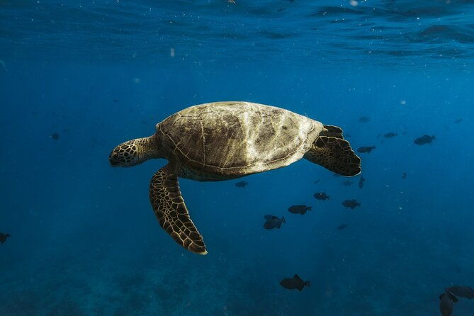 private-whale-watching-and-coastal-swimming-tour-honolulu