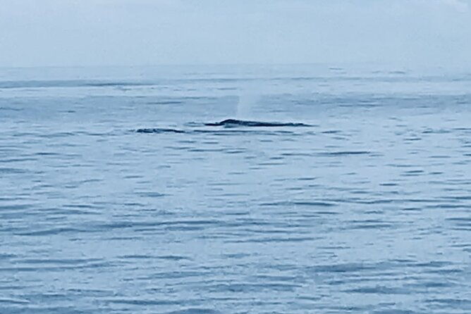 private-whale-watching-and-dolphin-excursion