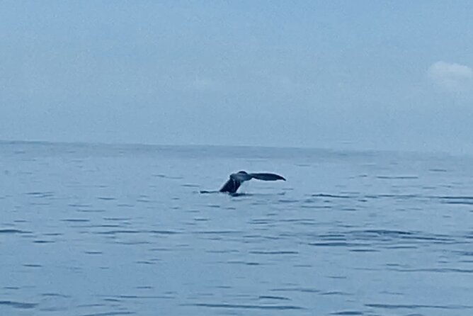private-whale-watching-and-dolphin-excursion